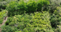 Terreno en Los Mameyes
