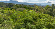 Terreno en Los Mameyes