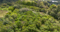 Terreno en Los Mameyes