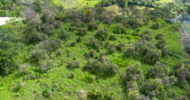 Finca ideal para invernadero en Potrerillos Arriba – Los mameyes