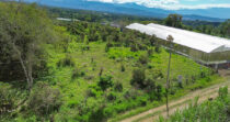 Finca ideal para invernadero en Potrerillos Arriba – Los mameyes