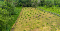 BONGO-FINCA DE 10,655.73M + PRODUCTIVA + BIEN UBICADA