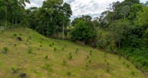 BONGO-FINCA DE 10,655.73M + PRODUCTIVA + BIEN UBICADA