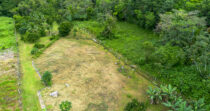 BONGO-FINCA DE 8,324.33M + PRODUCTIVA + BIEN UBICADA