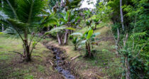 BONGO-FINCA DE 10,655.73M + PRODUCTIVA + BIEN UBICADA