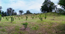 BONGO-FINCA DE 10,655.73M + PRODUCTIVA + BIEN UBICADA