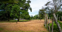 BONGO-FINCA DE 10,655.73M + PRODUCTIVA + BIEN UBICADA