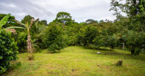BONGO-FINCA DE 8,324.33M + PRODUCTIVA + BIEN UBICADA