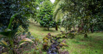 BONGO-FINCA DE 8,324.33M + PRODUCTIVA + BIEN UBICADA