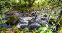 BONGO-FINCA DE 8,324.33M + PRODUCTIVA + BIEN UBICADA
