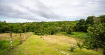 BONGO-FINCA DE 8,324.33M + PRODUCTIVA + BIEN UBICADA
