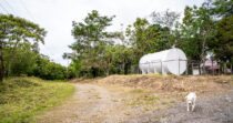 POTRERILLOS ARRIBA+FINCA BIEN UBICADA+ACCESO A TODOS LOS SERVICIOS
