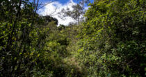 VOLCÁN BARÚ, PASO ANCHO + FINCA DE 72 HECTÁREAS + SITIO PRIVILEGIADO
