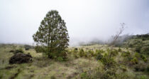 VOLCÁN BARÚ, PASO ANCHO + FINCA DE 72 HECTÁREAS + SITIO PRIVILEGIADO