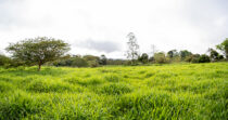 CORDILLERA FINCA DE 2HA PRECIO DE REMATE + BUEN CLIMA + BUENA TIERRA + BUENA UBICACIÓN