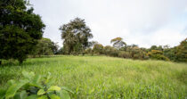 CORDILLERA FINCA DE 2HA PRECIO DE REMATE + BUEN CLIMA + BUENA TIERRA + BUENA UBICACIÓN