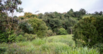 CORDILLERA FINCA DE 2HA PRECIO DE REMATE + BUEN CLIMA + BUENA TIERRA + BUENA UBICACIÓN