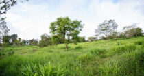 CORDILLERA FINCA DE 2HA PRECIO DE REMATE + BUEN CLIMA + BUENA TIERRA + BUENA UBICACIÓN