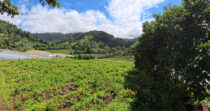 Finca en Boquete cercano a Altieri